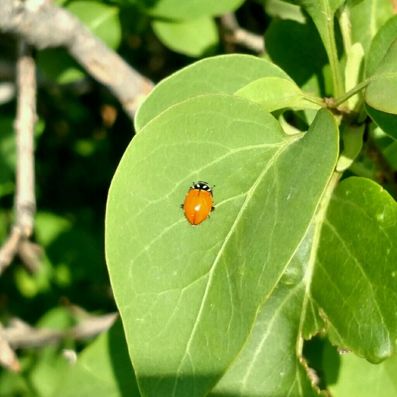 ladybugs4me773